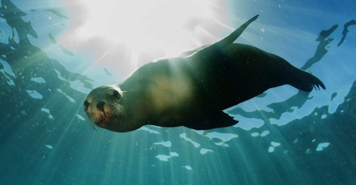 monachus