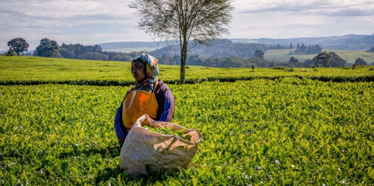Tea plucker in Kenya