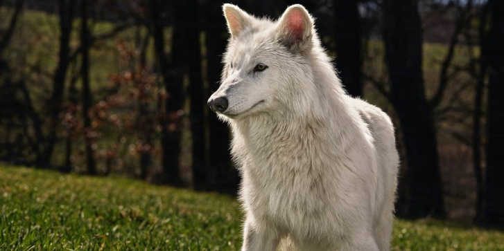 dire wolf