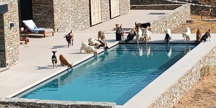 Ανεπιτήρητα κατσίκια σε πισίνα στην Τήνο.