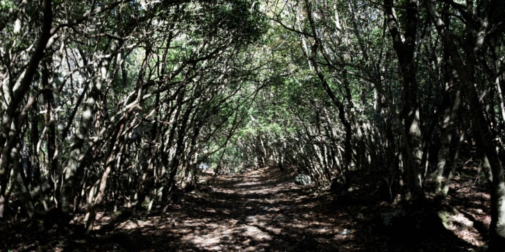 ceaokigahara000_1bo5ya.jpg