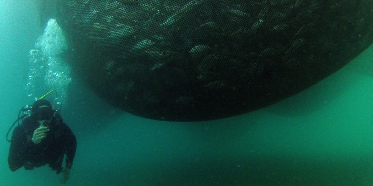 cefish.jpg