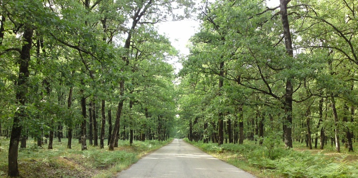 cefoloinatura.jpg