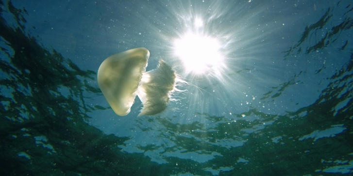 cejellyfish.jpg