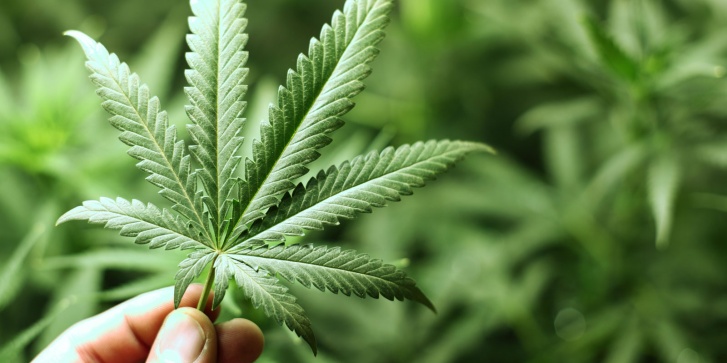 cover-cannabis.jpg