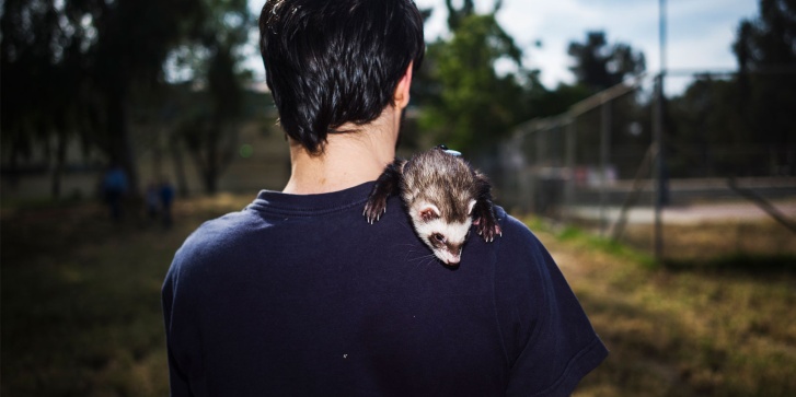 cover-ferret.jpg