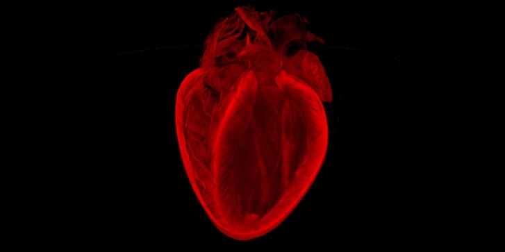 heart.jpg