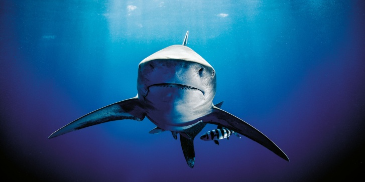 shark.jpg