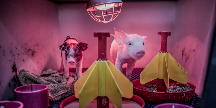 xenotransplantation-2_1.jpg