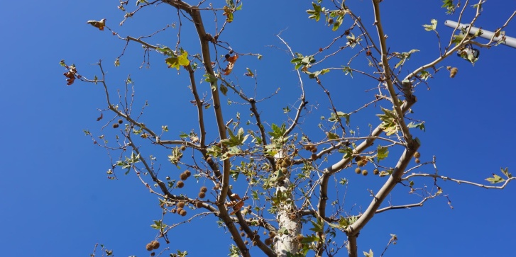 plataniphytophthora.jpg