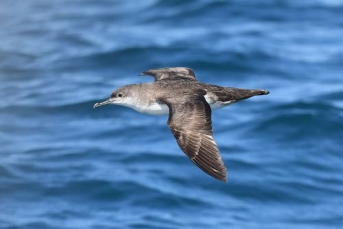 Ο μύχος της Μεσογείου. [Julien Renoult/greece.inaturalist.org]