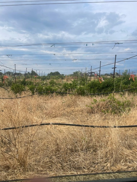 Καλλιέργειες στον δήμο Βέλου Βόχας.