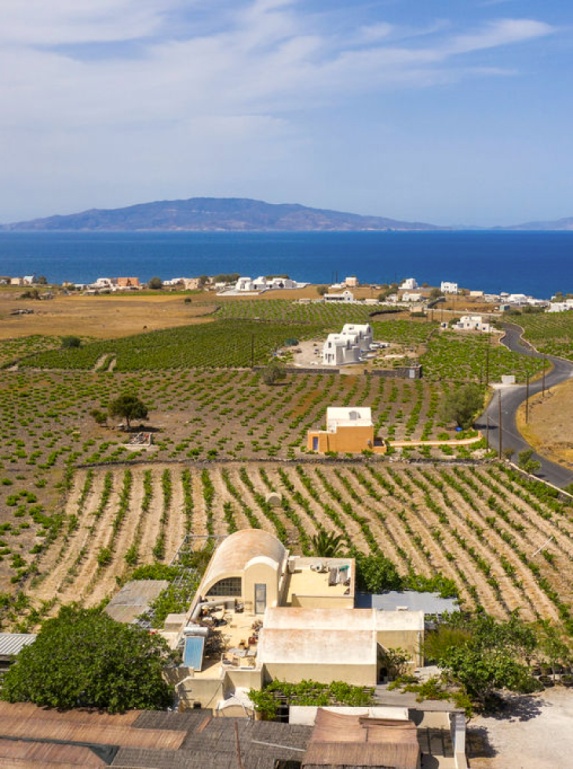 Οι αμπελώνες Σιγάλα στη Σαντορίνη.