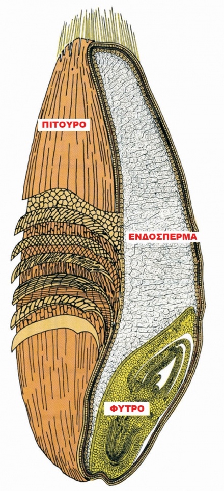 guide-to-whole-grains.jpg