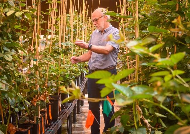 Tom Adams is the chief executive and co-founder of Pairwise, which uses gene-editing techniques to create new varieties of fruits and vegetables.