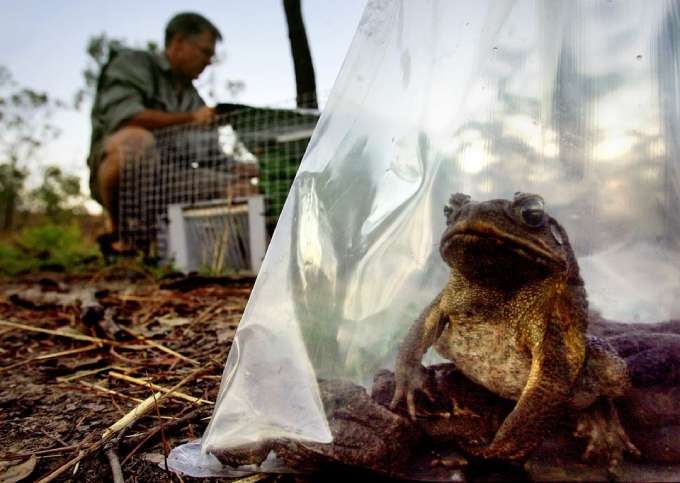 [1/2] A cane toad sits inside a plastic bag after Graeme Sawyer, founder of the Northern Territory group known as Frog Watch, removed it from his trap at a billabong located 120 km south of Darwin