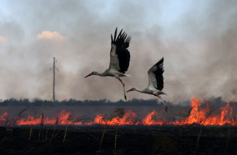 Πελαργοί πετούν πάνω από ένα φλεγόμενο χωράφι κοντά στην πόλη Σνιγκουρίβκα, στην περιοχή Μυκολαίβ στις 4 Ιουλίου 2023, εν μέσω της ρωσικής εισβολής στην Ουκρανία. [Anatolii Stepanov / AFP]
