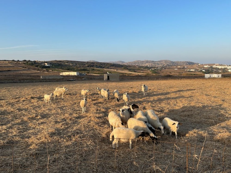 Sheep in Tinos.