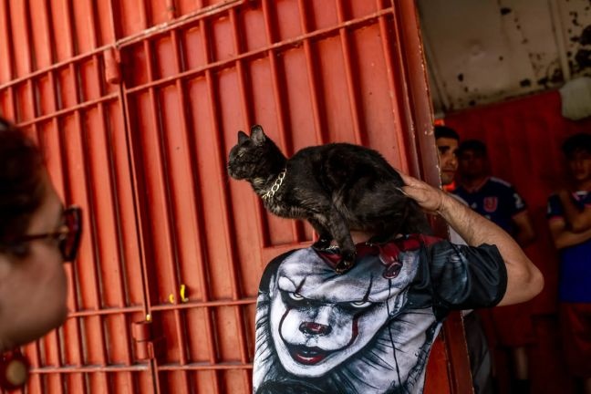 Cats Filled the Prison. Then the Inmates Fell in Love.
