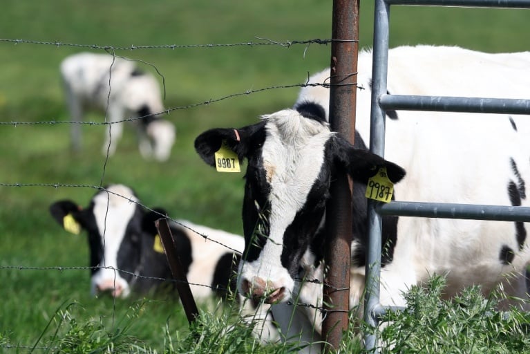 Αγελάδες βόσκουν σε ένα χωράφι σε γαλακτοκομική φάρμα στην Πεταλούμα της Καλιφόρνια, στις 26 Απριλίου 2024. Το Υπουργείο Γεωργίας των ΗΠΑ δίνει εντολή στους παραγωγούς γαλακτοκομικών προϊόντων να εξετάζουν τις αγελάδες που παράγουν γάλα για μολύνσεις από τη γρίπη των πτηνών υψηλής παθογονικότητας (HPAI H5N1) πριν τα ζώα μεταφερθούν σε άλλη πολιτεία. [JUSTIN SULLIVAN / GETTY IMAGES NORTH AMERICA / Getty Images via AFP]