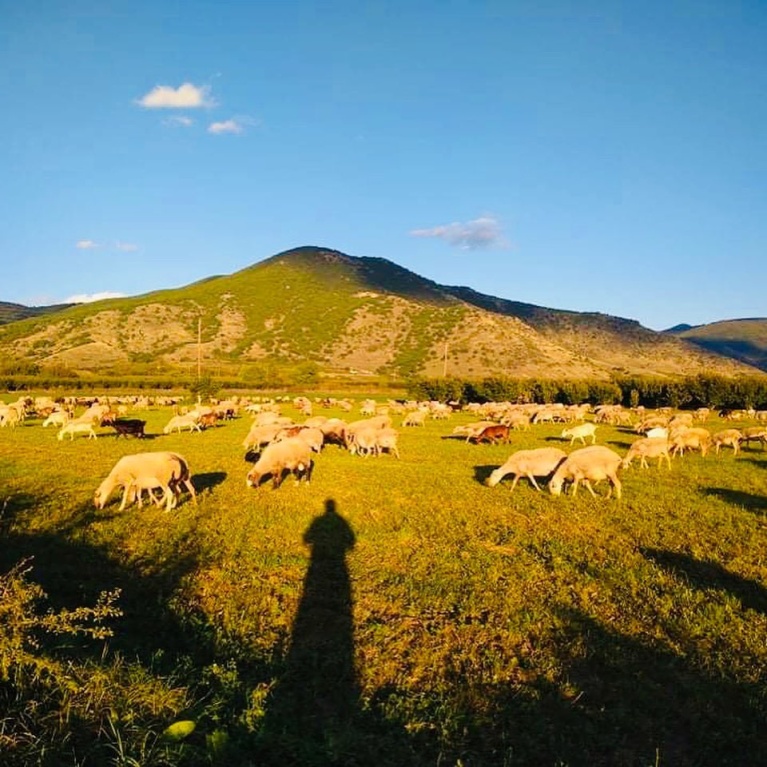 moschosfarm