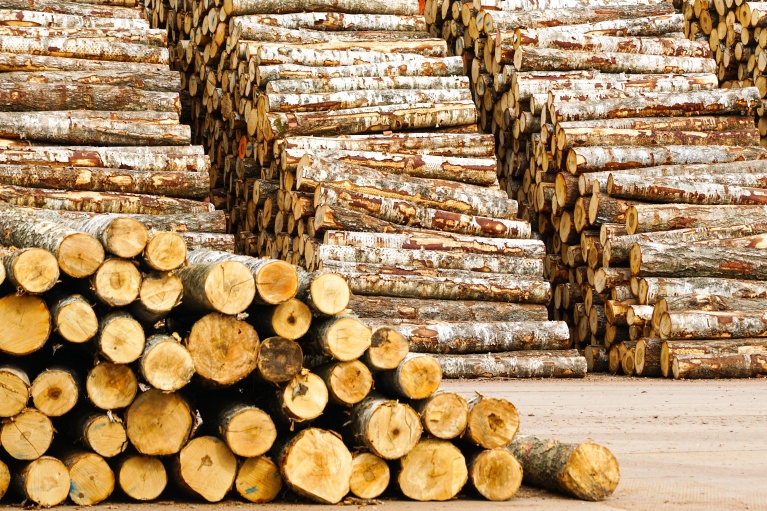 birch