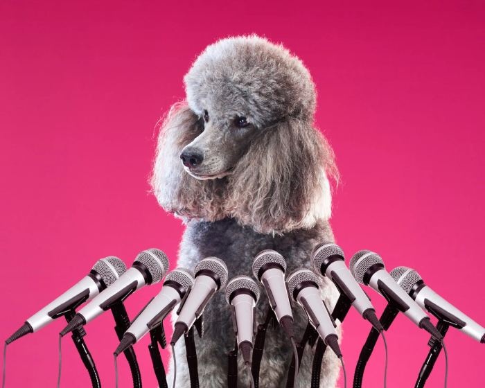 Do Our Dogs Have Something to Tell the World?