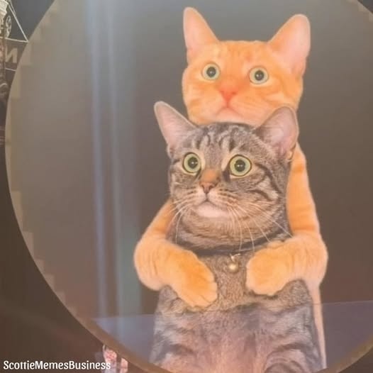 catcam