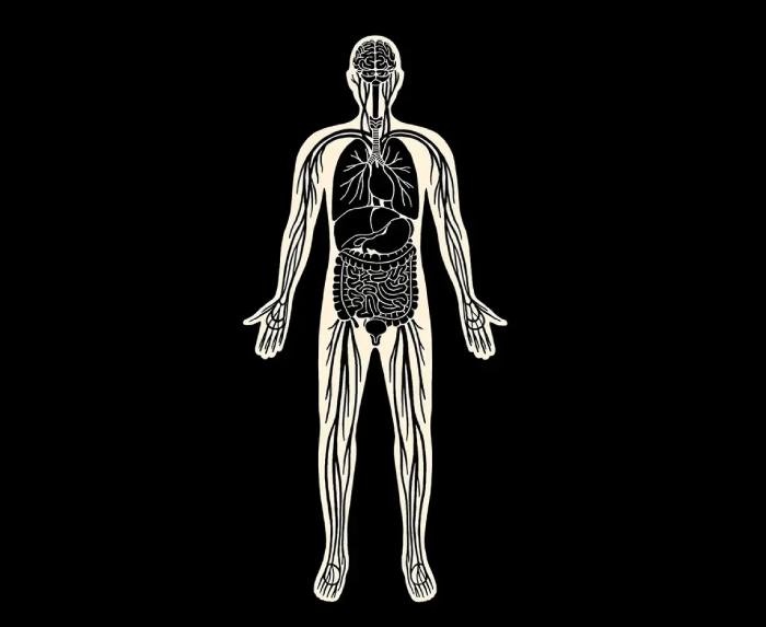 the human body secret pathways
