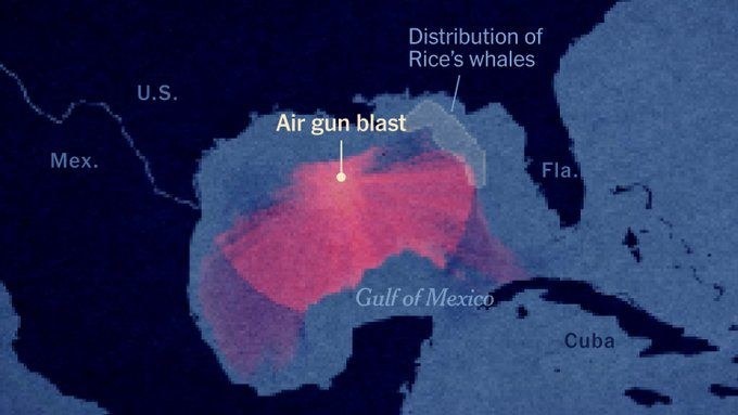 whales