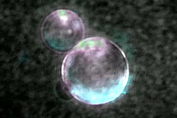 The researchers behind SpudCell note that its behavior is similar to living cells.