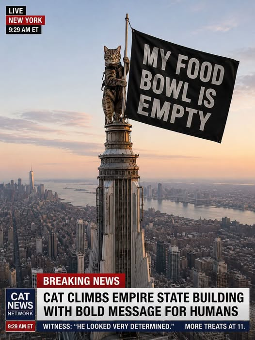 Μy Food bowl is empty