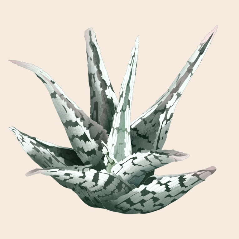 1_aloe_blizzard_1_1.jpg