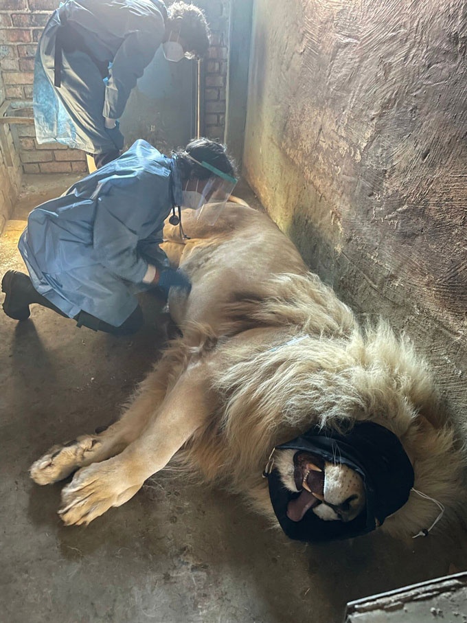 20virus-briefing-south-africa-lions-02-superjumbo.jpg