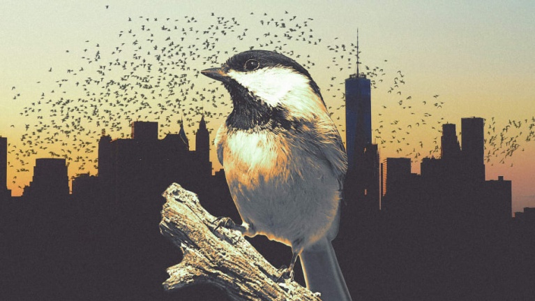 bird-friendly-city-is-within-reach.jpg