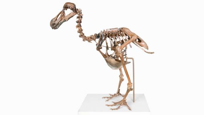 c0165550-dodo_skeleton.jpeg