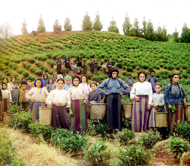 greek-women-harvesting-tea-at-a-plantation-near-chakva-georgia-circa-picture-id88619473-story-large-f7dda227-3199-4af1-96ac-42263b6f15bc.jpg
