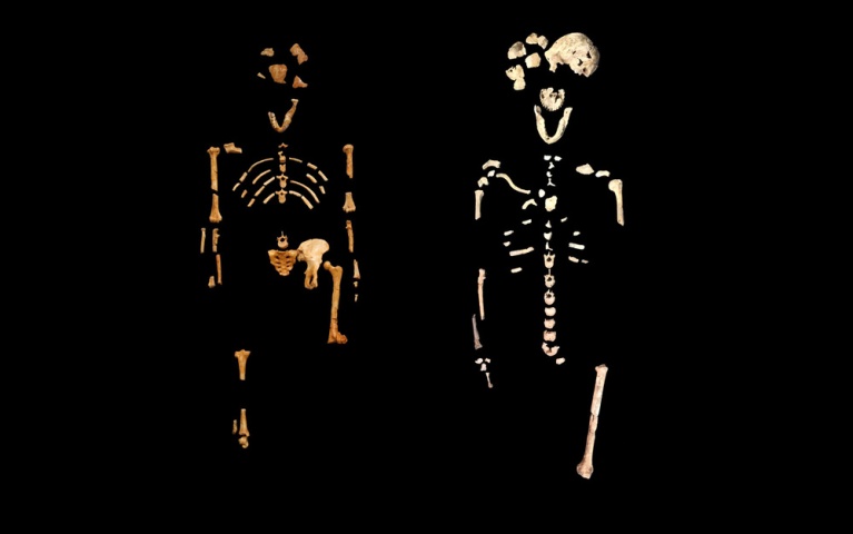 lucy-skeleton.jpg