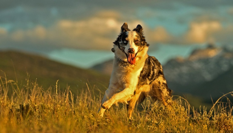 merle-amazing-aussie_h-1.jpg