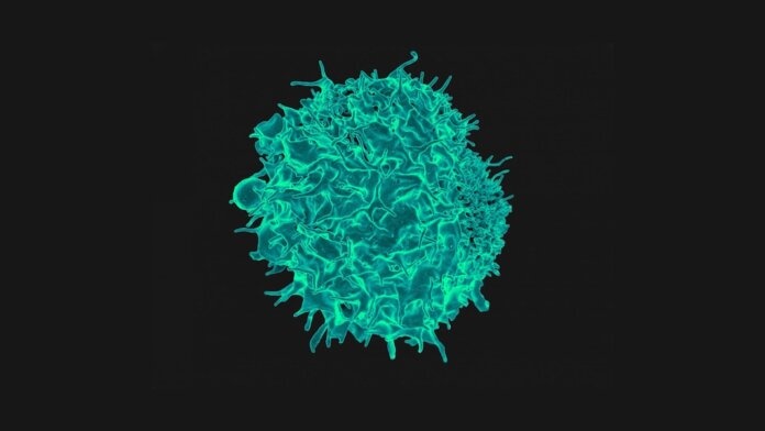 t-cell-immune-system-electron-micrograph-image-696x392.jpeg