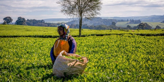 Tea plucker in Kenya