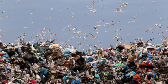 Γλάροι πετούν πάνω από σωρό σκουπιδιών στον ΧΥΤΑ Φυλής.