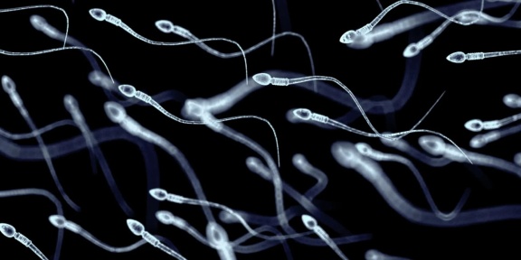 male sperm