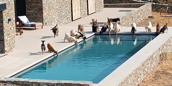 Ανεπιτήρητα κατσίκια σε πισίνα στην Τήνο.