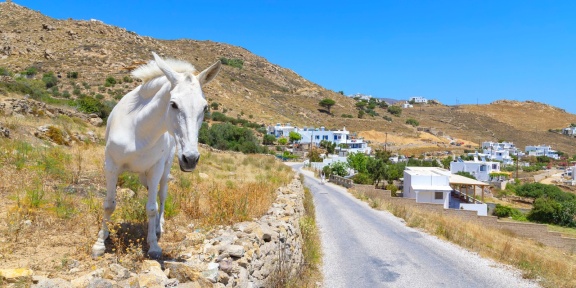 Λευκό άλογο στέκεται κοντά σε επαρχιακό δρόμο στο νησί της Σερίφου. [SIMONI Marco / Hemis μέσω AFP]
