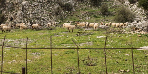 Ένα κοπάδι προβάτων βόσκει στα βραχώδη λιβάδια της πλαγιάς κοντά στο χωριό Ανώγεια, στην ορεινή περιοχή του Ψηλορείτη στην Κρήτη, στις 6 Απριλίου 2026. [Φωτογραφία: NICOLAS ECONOMOU / NURPHOTO VIA AFP]