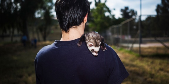 cover-ferret.jpg
