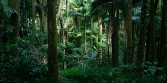 cover-jungle.jpg